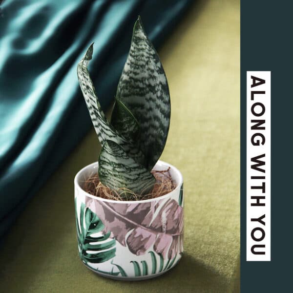 3204799459411.jpg Modern Minimalist Ceramic Flower Pot