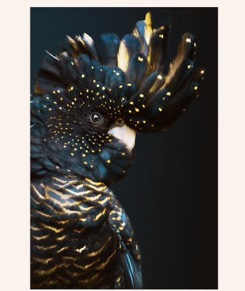 Animal Print Wall Art – Modern Living Room Canvas Decor