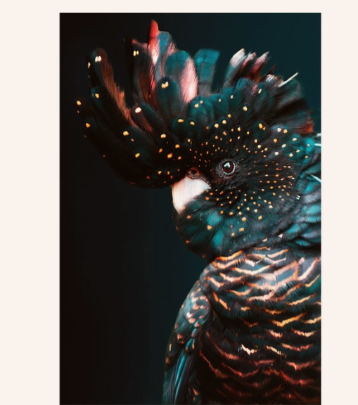 Animal Print Wall Art – Modern Living Room Canvas Decor