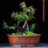 cd11410a-517a-4003-bbc7-79748356308a_trans.jpeg Purple Sand Oval Bonsai Planter